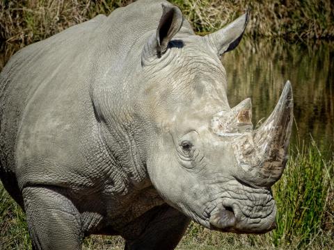 photo of a white rhino by mharrsch