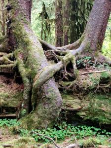 tree roots growing around one another over a "nurse log"