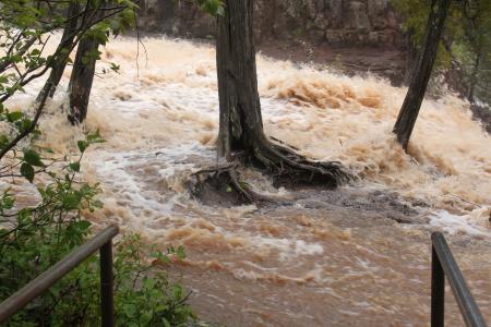 a tree clinging to the ground as a river rages over and around it