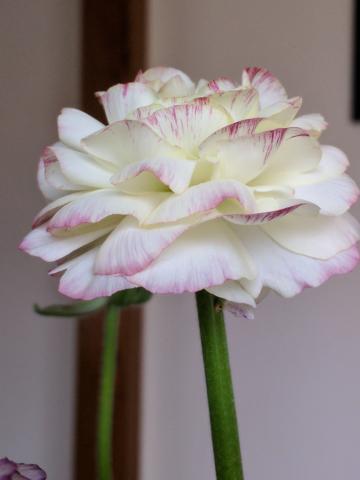 Ranunculus