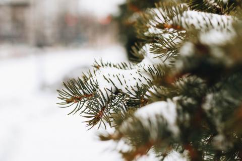 close up of a pine tree covered with snow blurry background