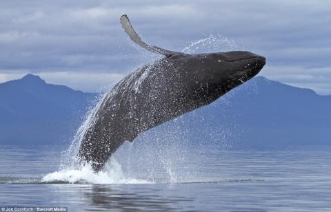 photo of whale breaching