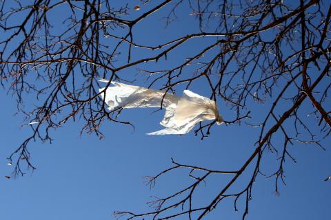 photo of a white plastic bag caught in the branches of a tree, against a blue sky