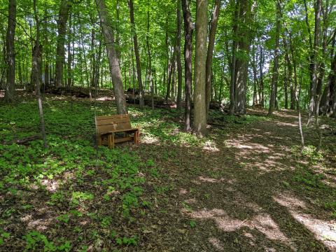 photo of nature trail and bench in the old growth forest