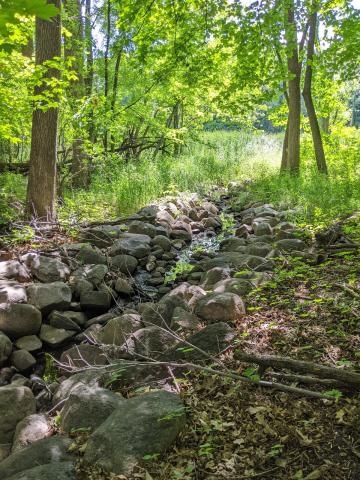 photo of small stream running through forest