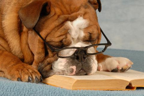 photo of bulldog wearing glasses, asleep with its head in an open book