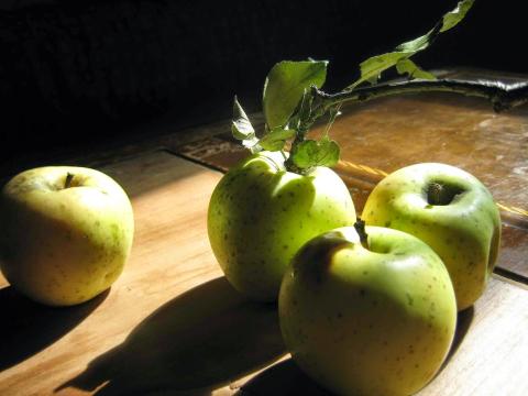 photo of four green apples on a table in the sunlight