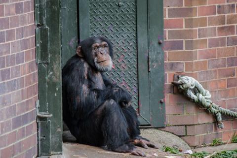 photo of a chimp in a zoo by a brick wall and metal door