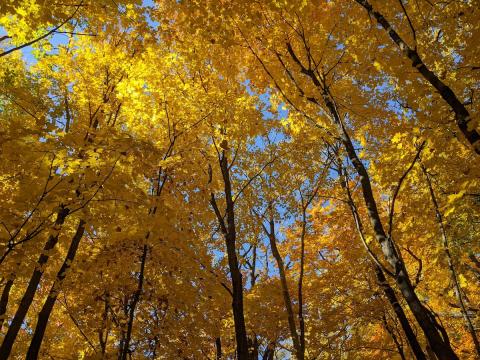 photo of a tree canopy from beneath showing brilliant gold fall foliage.