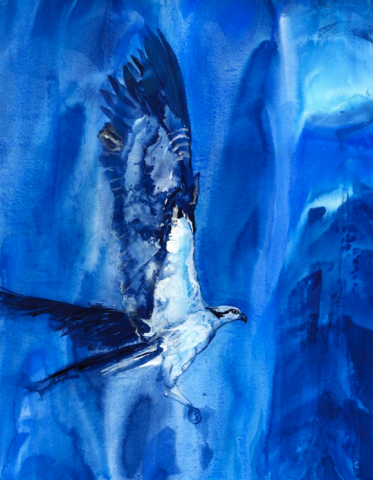 Screenshot of original artwork showing an osprey in flight in a monochromatic blue palette.