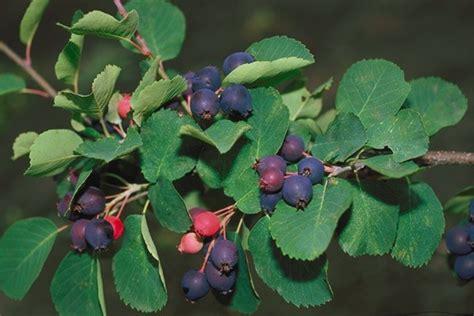 Photo of berries on the branch of a Serviceberry tree