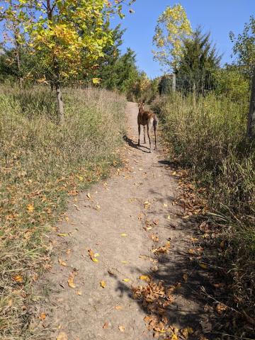 a photo of a brindle greyhound standing on a worn dirt path at a dog park