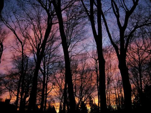 photo of a sunrise in pinks, purples, and golds, with black silhouettes of trees in the foreground