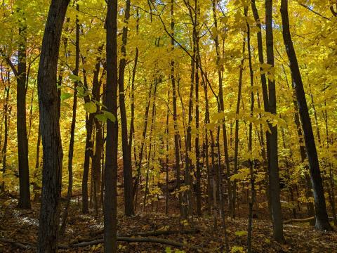 a stand of tall trees with bright yellow leaves and dark brown trunks