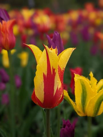 yellow and red tulip with rain drops