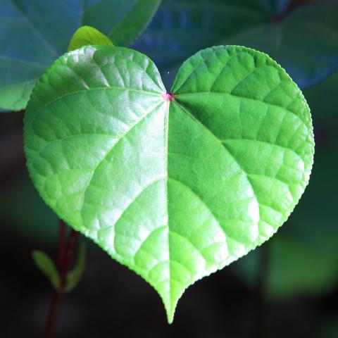 photo of a single, green, heart-shaped leaf