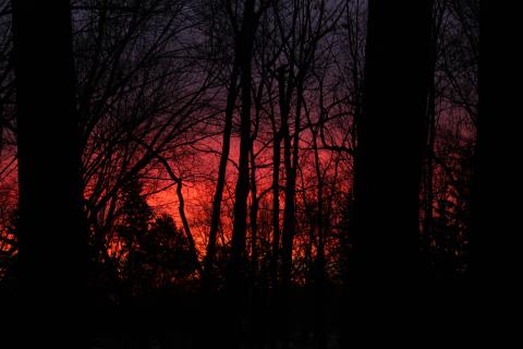 a richly colored sunrise behind the black silhouettes of bare branch trees